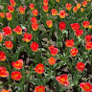 Meet your Posher, Evie